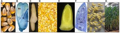 Commercial scale genetic transformation of mature seed embryo explants in maize